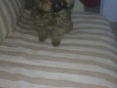 Pui fetita Pomeranian