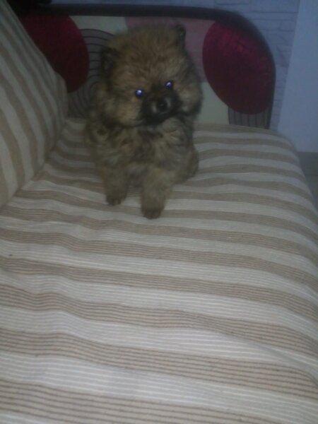 Pui fetita pomeranian